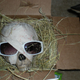 Illustration for article titled Mythic Delivers Code-Laden Human Skull